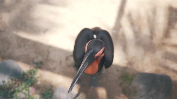 Tropikalny ptak z bliska — Wideo stockowe