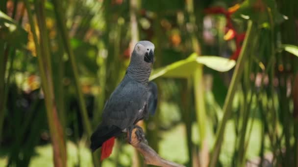 A parrot sits on a branch in nature — Stock Video