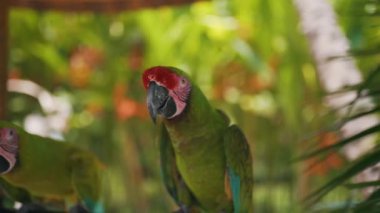 Yeşil bir papağan bir dala oturur.