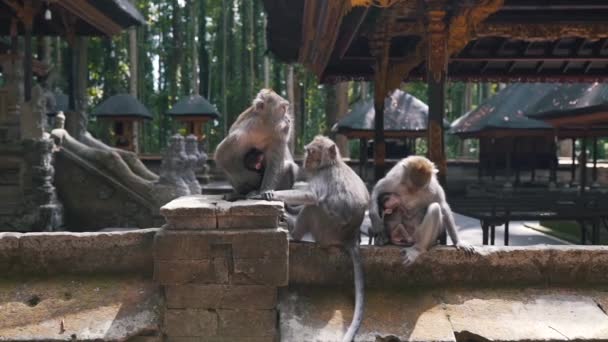 Monos con cachorros en la naturaleza — Vídeo de stock