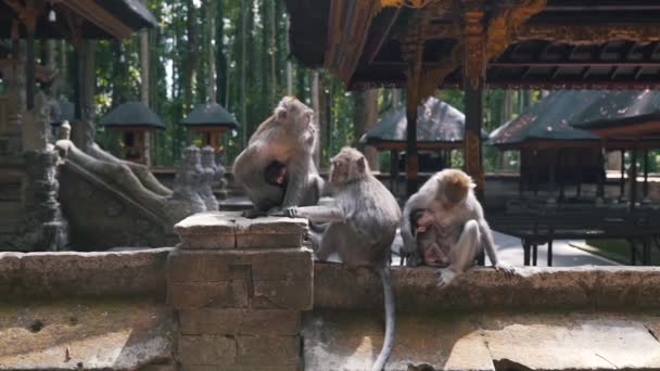 Singes avec des petits dans la nature — Video