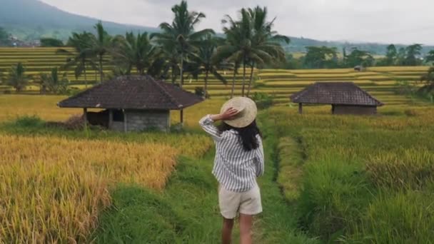 Mädchen spaziert zwischen Reisfeldern — Stockvideo