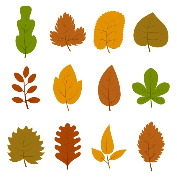 Satz von zwölf verschiedenen Herbstblättern isoliert auf weißem Hintergrund. — Stockvektor