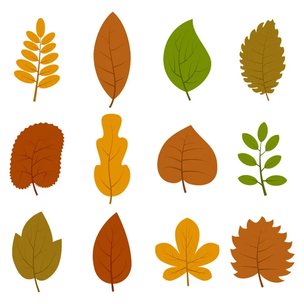 Conjunto de doce hojas de otoño diferentes aisladas sobre fondo blanco — Archivo Imágenes Vectoriales