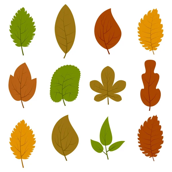 Sada dvanácti různých podzimní listí izolovaných na bílém pozadí. — Stockový vektor