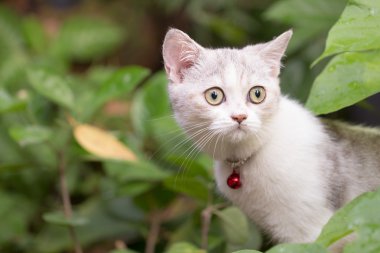 Yaz aylarında yeşil çimenlerin üzerinde gümüş tabby doğurmak İskoç Fold kedi