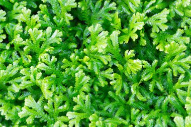 arkaplan için yeşil yaprak