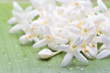 Mantar ağacının beyaz çiçeği, Hint mantarı (Millingtonia hortensis L. F.), yeşil muz yaprağı üzerinde Tayland bitkisi