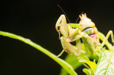 Peygamberdevesi yırtıcı bir böcek, yırtıcı ön ayakları ve usta bir avcı / Mantid / kurbanlarını canlı canlı yiyen, iyi bir böcek kontrolü.