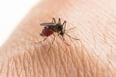 Aedes aegypti. Sivrisinek insan kanı emiyor, sivrisinek vektör kaynaklı hastalıklar, Chikungunya. Dang humması. Rift Vadisi humması..
