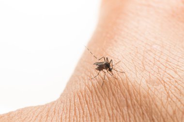 Aedes aegypti. Sivrisinek insan kanı emiyor, sivrisinek vektör kaynaklı hastalıklar, Chikungunya. Dang humması. Rift Vadisi humması..