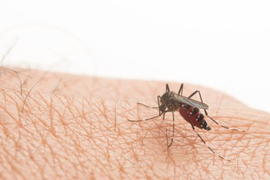 Aedes aegypti. Sivrisinek insan kanı emiyor, sivrisinek vektör kaynaklı hastalıklar, Chikungunya. Dang humması. Rift Vadisi humması..