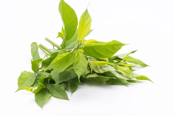 Thai Herb Colubrina Asiatica Brongn — Stock Photo, Image