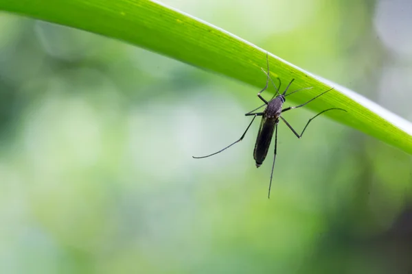 エデス エジプト モスキート葉の上に蚊蚊モスキートを閉じます 蚊ベクトルに由来する病気 Chikungunya Dengue熱 リフトバレー熱 黄色熱 ジカウイルス — ストック写真