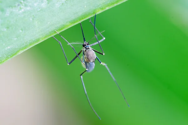 Aedes Aegypti Mosquito Cerrar Mosquito Mosquito Hoja Enfermedades Transmitidas Por — Foto de Stock