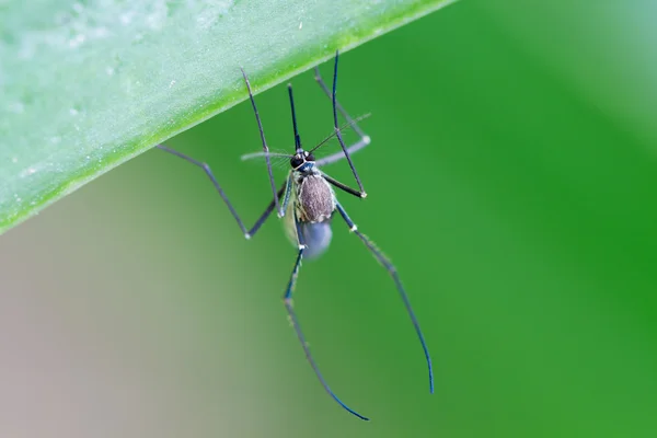 エデス エジプト モスキート葉の上に蚊蚊モスキートを閉じます 蚊ベクトルに由来する病気 Chikungunya Dengue熱 リフトバレー熱 黄色熱 ジカウイルス — ストック写真