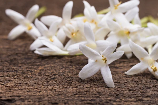 Bílá Květina Korku Indický Korek Millingtonia Hortensis Thajská Bylina Zeleném — Stock fotografie