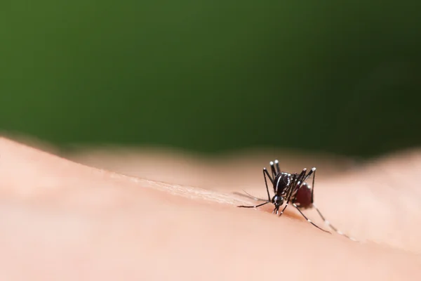 エデス エジプト モスキート蚊がヒトの血液を吸うを閉じます 蚊ベクトルに由来する疾患 Chikungunya Dengue熱 リフトバレー熱 黄色熱Zikaウイルス 皮膚上の蚊 — ストック写真