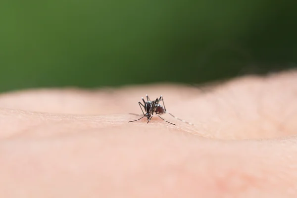 Zanzara Aedes Aegypti Chiudi Una Zanzara Succhia Sangue Umano Malattie — Foto Stock