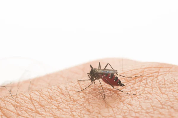 Aedes aegypti. Sivrisinek insan kanı emiyor, sivrisinek vektör kaynaklı hastalıklar, Chikungunya. Dang humması. Rift Vadisi humması..