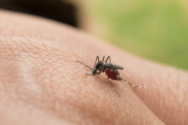 Aedes Aegypti Close Mosquito Sugando Sangue Humano Mosquito Doenças Transmitidas — Fotografia de Stock
