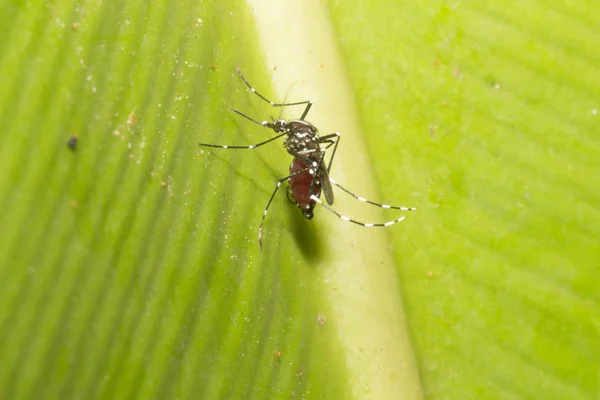 エデス エジプト モスキート葉の上に蚊蚊を閉じます 蚊ベクトルに由来する病気 Chikungunya Dengue熱 リフトバレー熱 黄色熱Zika — ストック写真