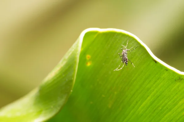 エデス エジプト モスキート葉の上に蚊蚊を閉じます 蚊ベクトルに由来する病気 Chikungunya Dengue熱 リフトバレー熱 黄色熱Zika — ストック写真
