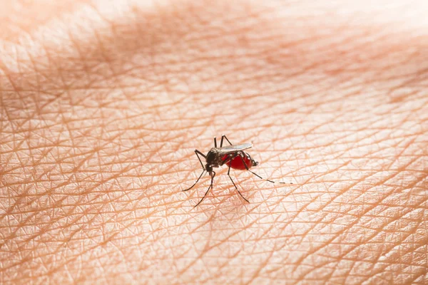 Aedes Aegypti Close Mosquito Sugando Sangue Humano Mosquito Doenças Transmitidas — Fotografia de Stock