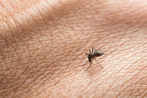 Aedes Aegypti Närbild Mygga Suger Människoblod Mygga Vektorburna Sjukdomar Chikungunya — Stockfoto