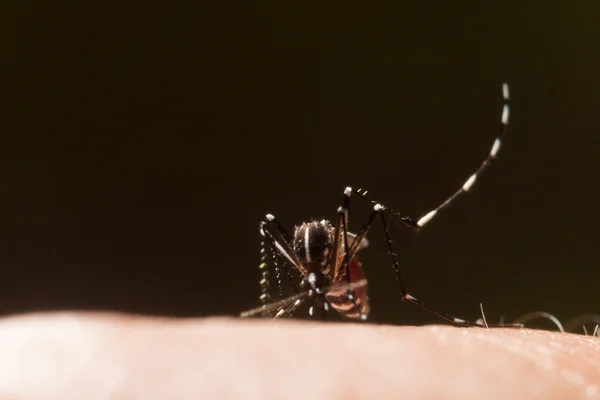 エイデス アエジプト蚊は人間の血を吸うモスキートを閉じます 蚊はベクトルに由来する病気です Chikungunya Dengue熱 リフトバレー熱 黄色熱 — ストック写真