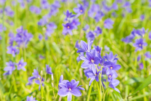 Monochoria Vaginalis Purple Flowers Blooming Swamp Selective Focus — Stock Photo, Image