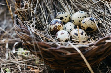 Ön taraftaki samanlıkta sepetteki küçük bıldırcın yumurtaları.