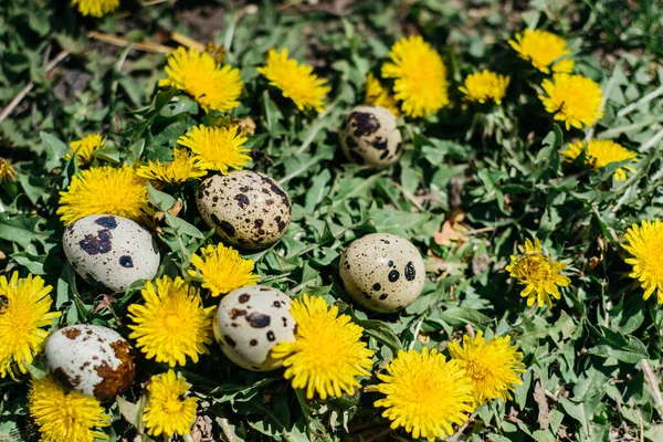 Petits Œufs Caille Sur Les Pissenlits — Photo