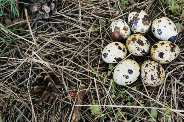 Small Quail Eggs Hay Forest — Stock Photo, Image