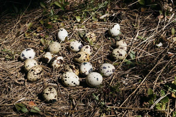 Piccole Uova Quaglia Nel Fieno Nella Foresta — Foto Stock