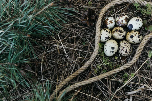Petits Œufs Caille Avec Une Corde Dans Foin Dans Forêt — Photo