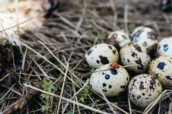 Petits Œufs Caille Dans Foin Dans Forêt Coccinelle Sur Herbe — Photo