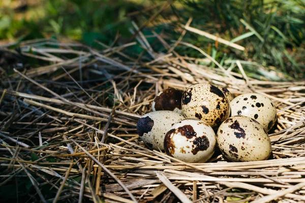 Petits Œufs Caille Dans Foin Dans Forêt — Photo