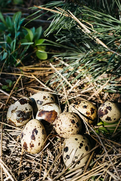 Pequenos Ovos Codorna Feno Floresta — Fotografia de Stock