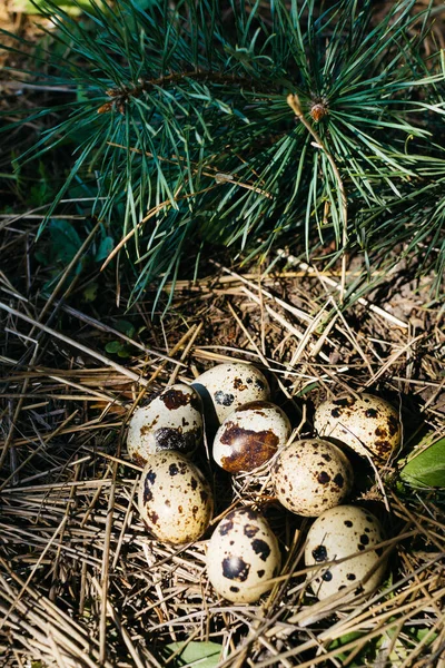 Petits Œufs Caille Dans Foin Dans Forêt — Photo