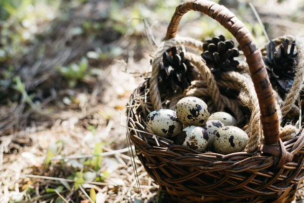 Petits Œufs Caille Dans Panier Sur Foin Fourche — Photo