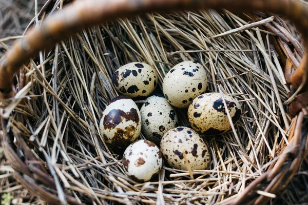 Pequenos Ovos Codorna Uma Cesta Feno Nos Inimigos — Fotografia de Stock