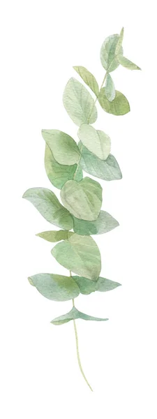 Akwarela ilustracja liście — Zdjęcie stockowe