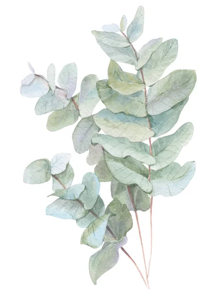 수채화 그림 잎 — 스톡 사진