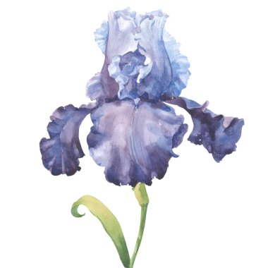 Suluboya çiçek ve yaprak tasarımı için 