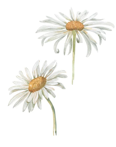 Akvarell virágok és levelek-design — Stock Fotó
