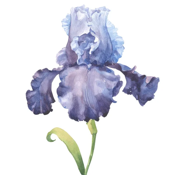 Suluboya çiçek ve yaprak tasarımı için 