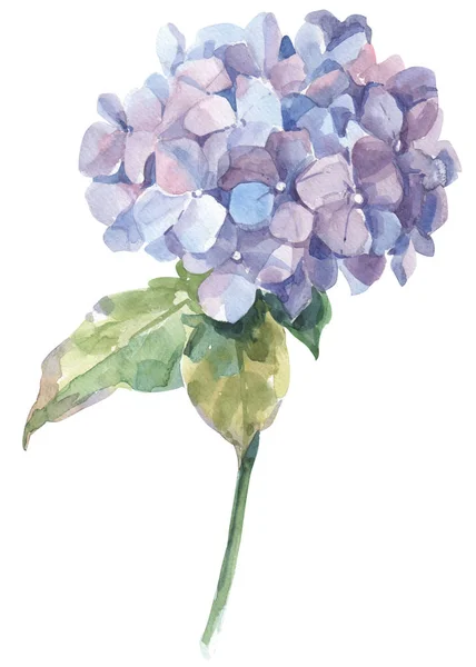 Suluboya çiçek ve yaprak tasarımı için 