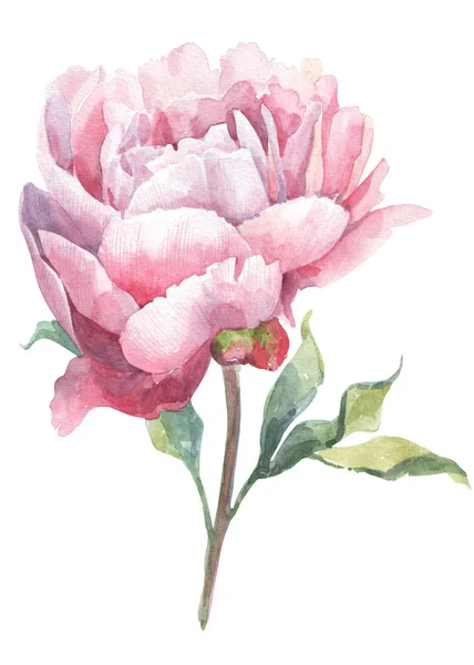 Suluboya çiçek ve yaprak tasarımı için 