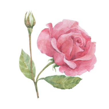 Suluboya çiçek ve yaprak tasarımı için 